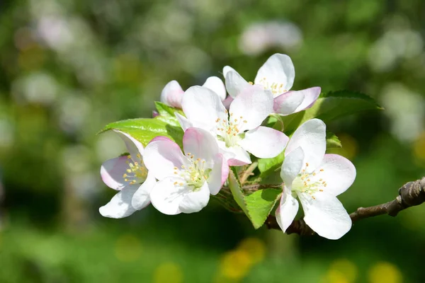Mooie Appelboom Bloeit Het Zonlicht — Stockfoto