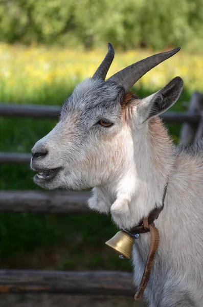 Small white goat with horns and a golden bell with leather strap - close-up in summer on the pasture