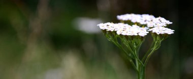 Dağ çayırındaki kiraz ağacı - Şifalı bitki