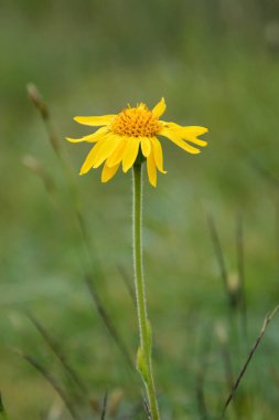 Arnica Montana - Medicinal pArnica montana - Alternatif tıp olarak tıbbi bitki