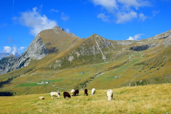 Grazing Sheep Alpine Pasture South Tyrolean Mountains Merano 2000 — Stock Photo, Image