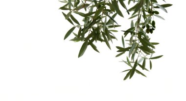 Yeşil zeytinli zeytin dalları, parlak bir arka planda yalıtılmış ve korunmuş - Güney Tyrol İtalya - Akdeniz iklimi