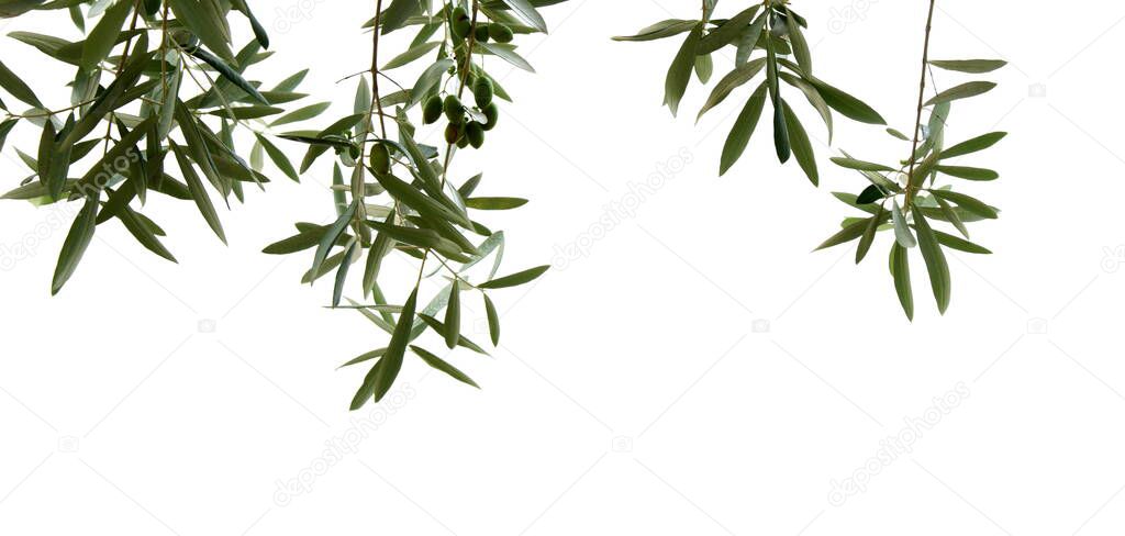 Olive branches with green olives insulated and exposed against a bright background - South Tyrol Italy - Mediterranean climate