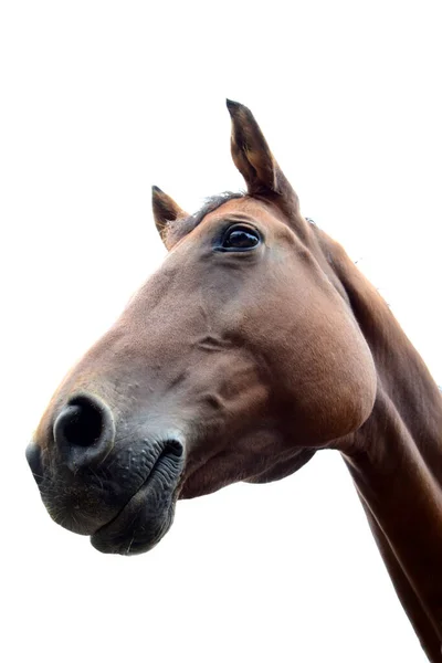 Retrato Cavalo Cabeça Cavalo Isolada Contra Fundo Branco — Fotografia de Stock