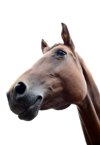 茶色の美しい馬の馬の肖像画 — ストック写真