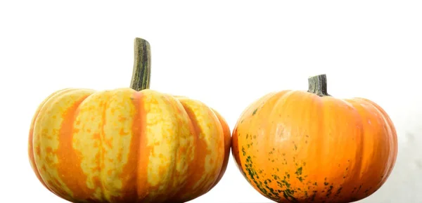 Dos Calabazas Ornamentales Aisladas Sobre Fondo Brillante —  Fotos de Stock