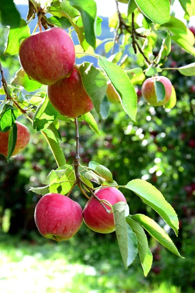 Manzanas Rojas Manzano Prado Manzanas Para Cosecha Manzanas Tirol Del —  Fotos de Stock