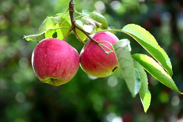 Rote Äpfel Auf Einem Apfelbaum Auf Einer Apfelwiese Zur Apfelernte — Stockfoto