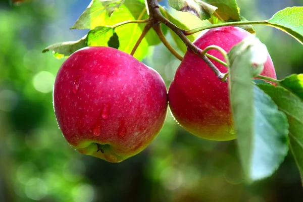 Manzanas Rojas Manzano Prado Manzanas Para Cosecha Manzanas Tirol Del —  Fotos de Stock