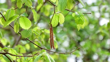 Baharda taze yeşil alder yaprakları - izole ve korunmasız