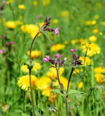 Kana bulanmış karahindibalarla ve güneş ışığında terleyen yabani çiçek çayırı.