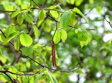 Baharda taze yeşil alder yaprakları - izole ve korunmasız 
