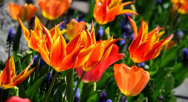 Tulpen Orange Und Gelb Sonnenschein — Stockfoto