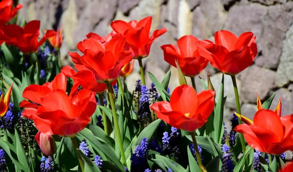 Tulpen Rot Sonnenschein Frühbeet — Stockfoto