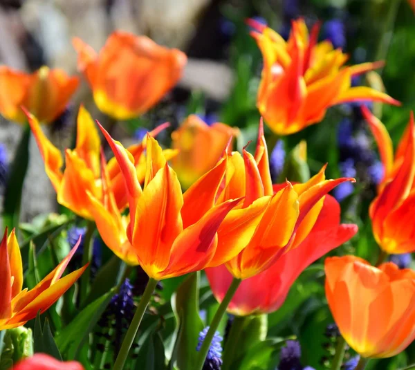 Tulpen Orange Und Gelb Sonnenschein — Stockfoto