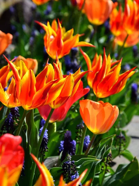 Tulpen Orange Rot Und Gelb Sonnenschein — Stockfoto