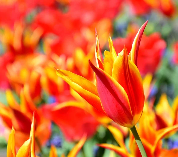 Tulpen Orange Rot Und Gelb Sonnenschein — Stockfoto