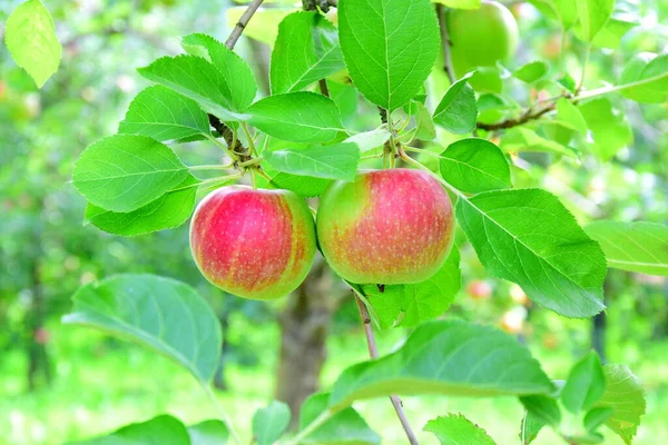 Red Apples Apple Tree Apple Meadow Apple Harvest South Tyrol — Stock Photo, Image