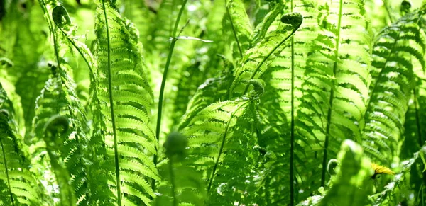 Young fern leaves and fern fronds - floral background in sunlight