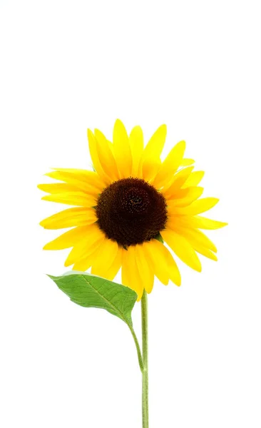 Blühende Sonnenblume Isoliert Vor Weißem Hintergrund — Stockfoto