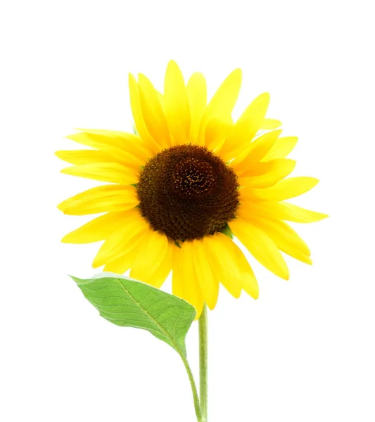 stock image Blooming sunflower isolated against white background