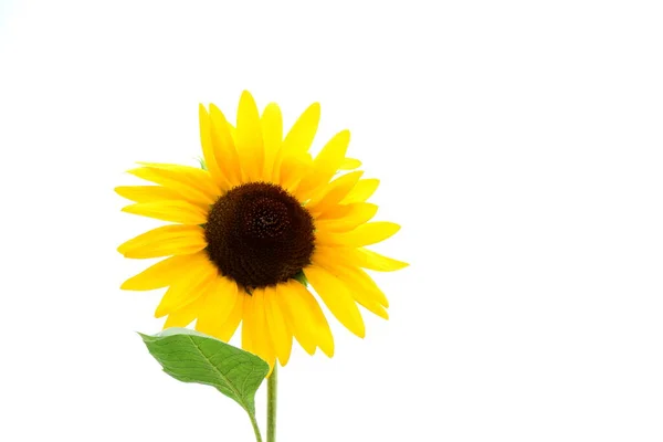 Wunderschöne Blühende Sonnenblume Mit Einer Honigbiene Isoliert Und Ausgesetzt Vor — Stockfoto