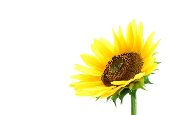 Kvetoucí Slunečnice Izolované Proti Bílému Pozadí — Stock fotografie
