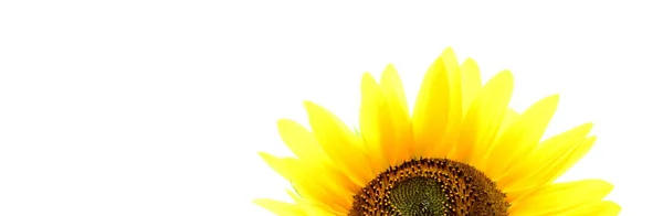 Detail Einer Sonnenblume Vor Hellen Hintergrund Banner Mit Textfreiraum — стокове фото