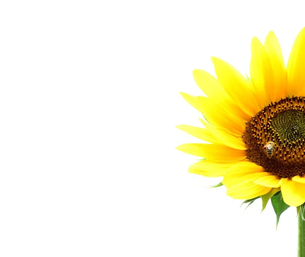 Blooming Sunflower Isolated White Background — Stock Photo, Image