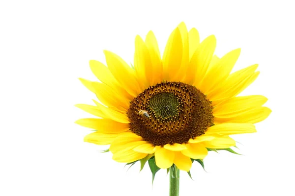Blühende Sonnenblume Isoliert Vor Weißem Hintergrund — Stockfoto