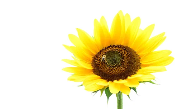 Sonnenblume Mit Einer Honigbiene Isoliert Und Freigestellt Vor Hellen Hintergrund — 图库照片