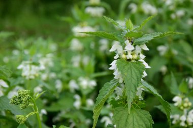 Bir yaz otlağında çiçek açan sağırlık - bitkisel ilaçlarda tıbbi bitki ve ilaç