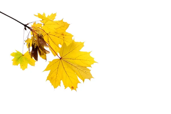 Ahornblaetter Gelb Vor Weissen Hintergrund Isoliert Und Freigestellt Herbstlaubfaerbung — Photo