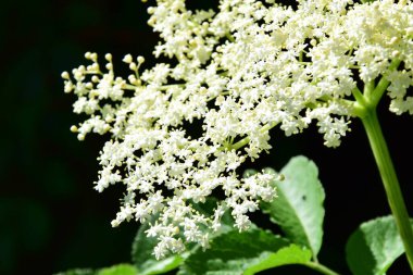 Siyah arkaplanda beyaz mürver çiçeği