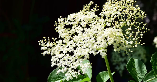 Sambuco Bianco Isolato Sfondo Nero — Foto Stock