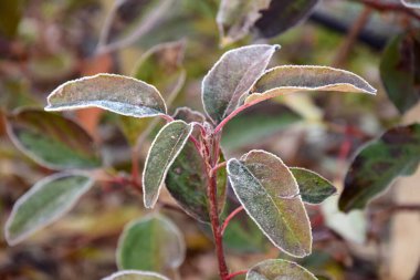 Soğuk yapraklı bitkiler, ekim ve Kasım aylarında serin bir sabah olgunlaşır.