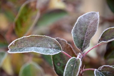 Soğuk yapraklı bitkiler, ekim ve Kasım aylarında serin bir sabah olgunlaşır.