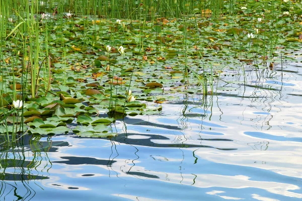 睡蓮の池 南チロルの自然スイミングプール — ストック写真