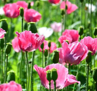 Gelincik çiçekleri pembe ve beyaz