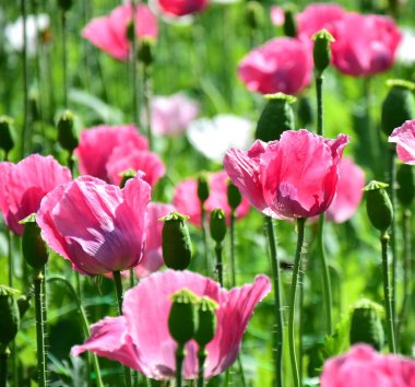 Gelincik çiçekleri pembe ve beyaz