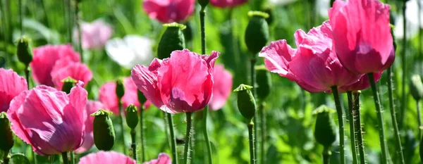 Blüten Des Mohns Rosa Und Weiß — Stockfoto