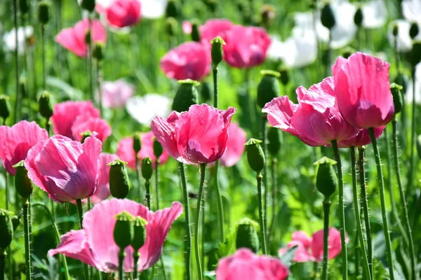 Blüten Des Mohns Rosa Und Weiß — Stockfoto