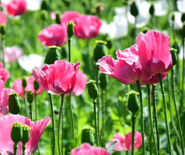 Blüten Des Mohns Rosa Und Weiß — Stockfoto
