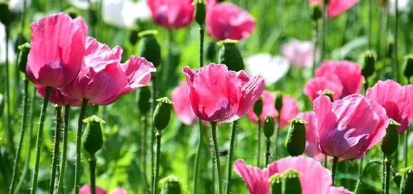 Kwiaty Maku Kolorze Różowym Białym — Zdjęcie stockowe