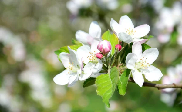 Mooie Appelboom Bloeit Het Zonlicht — Stockfoto