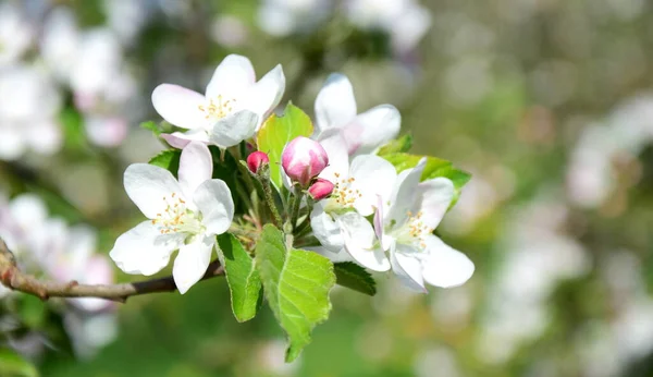 Mooie Appelboom Bloeit Het Zonlicht — Stockfoto