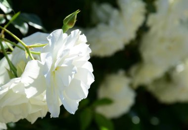 Yazın güneşte bahçede beyaz güllere tırmanıyor.