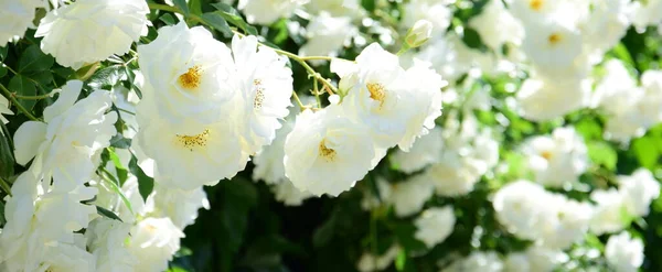 Weiße Kletterrosen Garten Sommer Bei Sonnenschein — Stockfoto