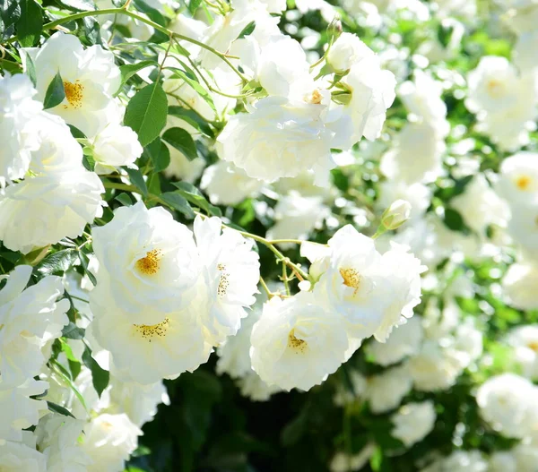 Weiße Kletterrosen Garten Sommer Bei Sonnenschein — Stockfoto