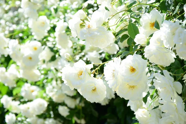 Weiße Kletterrosen Garten Sommer Bei Sonnenschein — Stockfoto